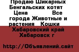 Продаю Шикарных Бенгальских котят › Цена ­ 17 000 - Все города Животные и растения » Кошки   . Хабаровский край,Хабаровск г.